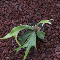 1 - Platycerium willinckii cv Mount Lewis